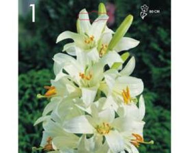 Лилиум Candidum 